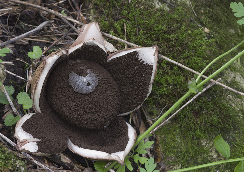 Geastrum melanocephalum